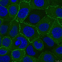 Desmoplakin, Mouse anti-Human, Clone: 20B6, Millipore Sigma:Antibodies:Primary